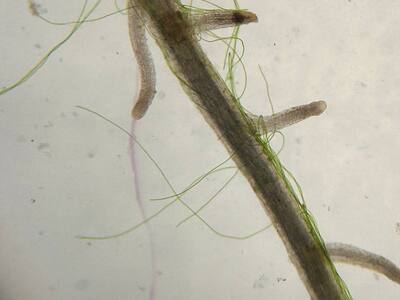 микропрепарат, сделанный юннатами "Корень и его строение"